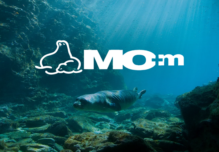 How We're Supporting MOm and the Study and Protection of the Monk Seal