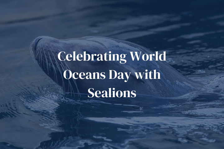 Celebrating World Oceans Day with Sealions
