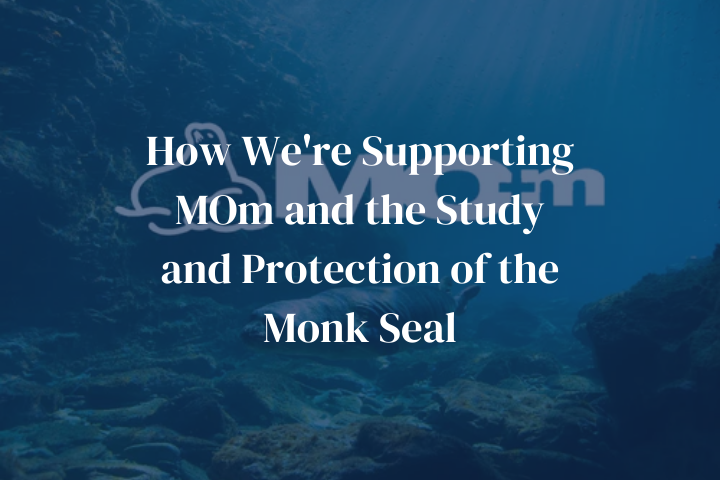 How We're Supporting MOm and the Study and Protection of the Monk Seal