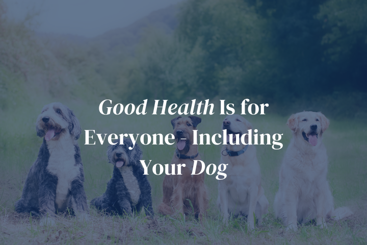 Good Health Is for Everyone - Including Your Dog