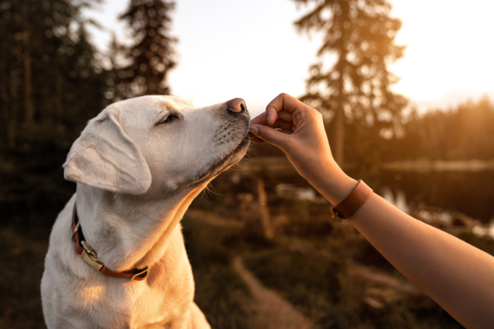 Supplements for Dogs - an Owner’s Guide