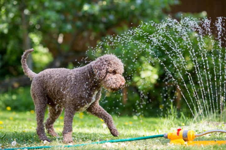 5 Tips for Keeping Your Dog Safe in Summer
