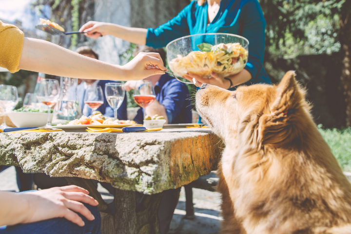 A Guide on What's Safe and Unsafe to Feed Your Dog: Summer BBQ Edition