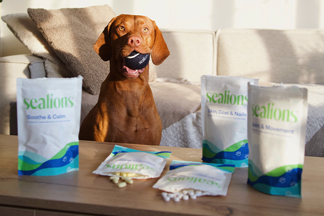 Can Supplements Help Your Dog’s Health?