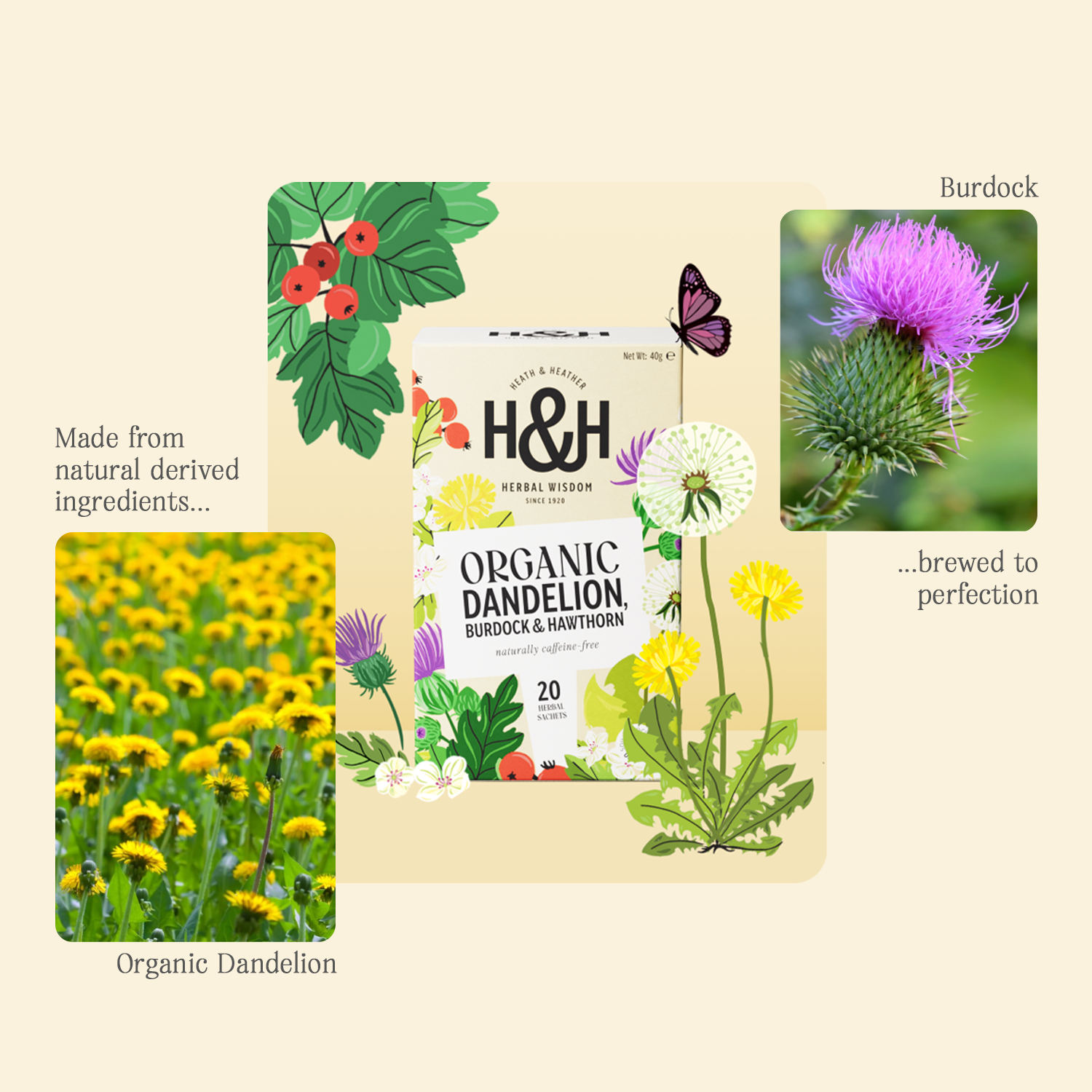 H&H Dandelion Burdock & Hawthorn Herbal Tea